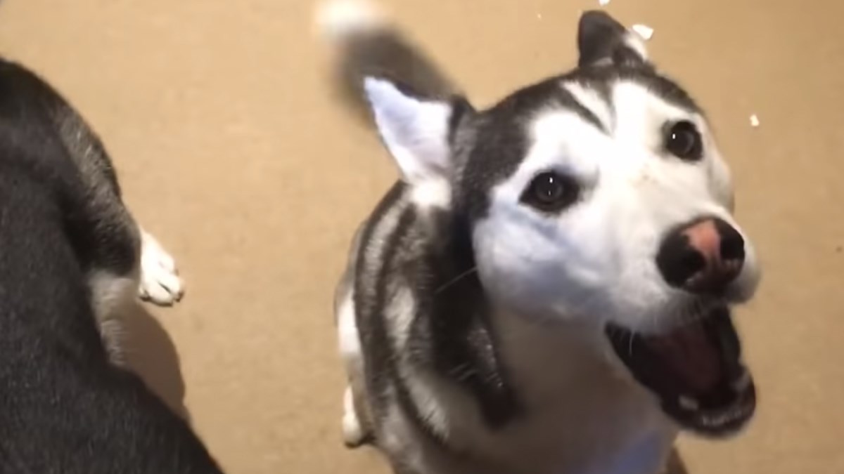 VIDEO Pokušali su se opravdati da nisu krivi, no nije im uspjelo