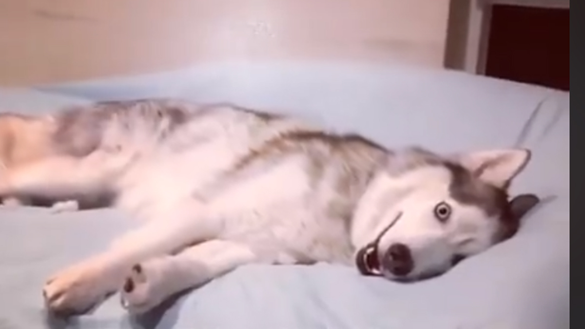 VIDEO Ovaj pas je odlučio da danas ne izlazi iz kreveta