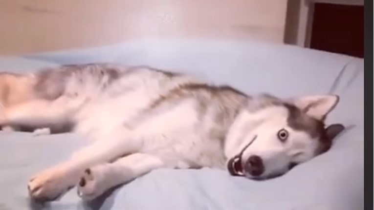 VIDEO Ovaj pas je odlučio da danas ne izlazi iz kreveta