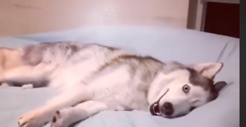 VIDEO Ovaj pas je odlučio da danas ne izlazi iz kreveta