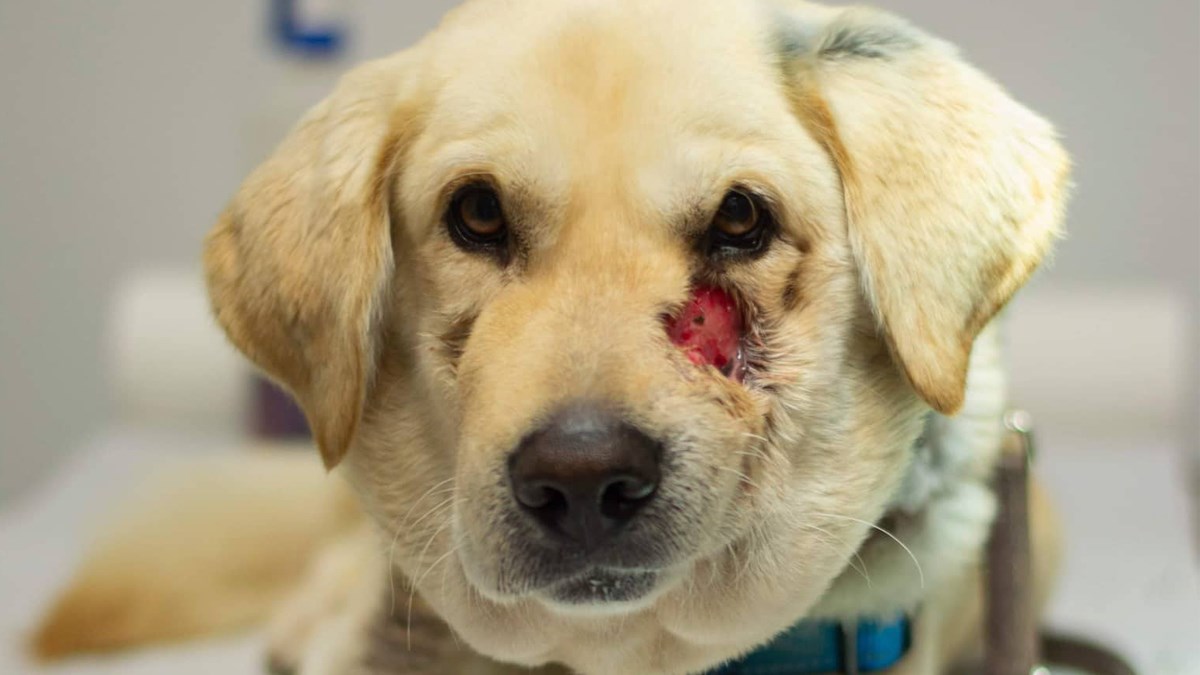 Heroj je pas koji je prošao puno toga ružnoga, sada je vrijeme da bude sretan