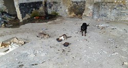 UZNEMIRUJUĆE Horor u Erdutu: Napuštena farma služi za bacanje leševa i ostavljanje živih pasa