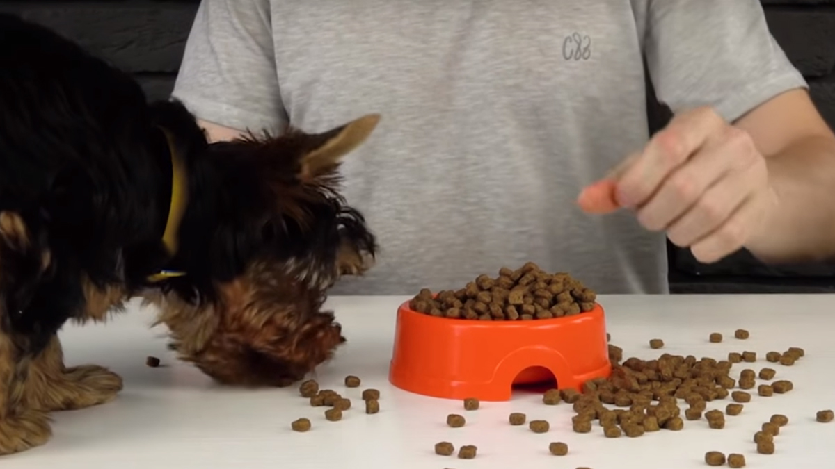 VIDEO Doznajte kako napraviti odličnu hranilicu za ljubimce