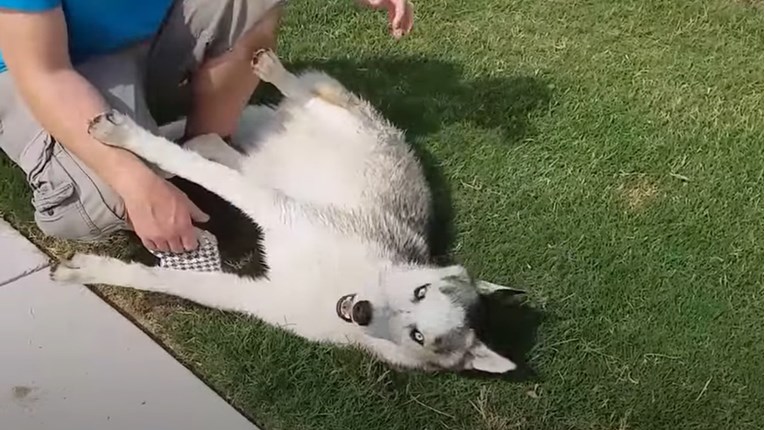 VIDEO Ovaj pas ne želi ići kući iz parka