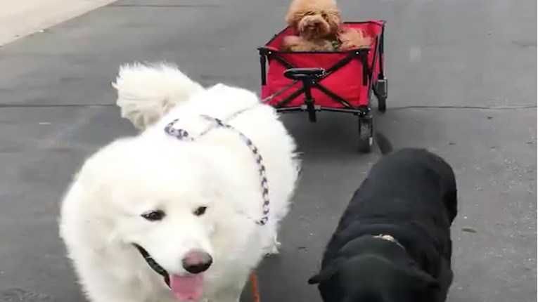 VIDEO Iako je invalid, ovaj pas ima pseće i ljudske prijatelje koji mu uljepšavaju život