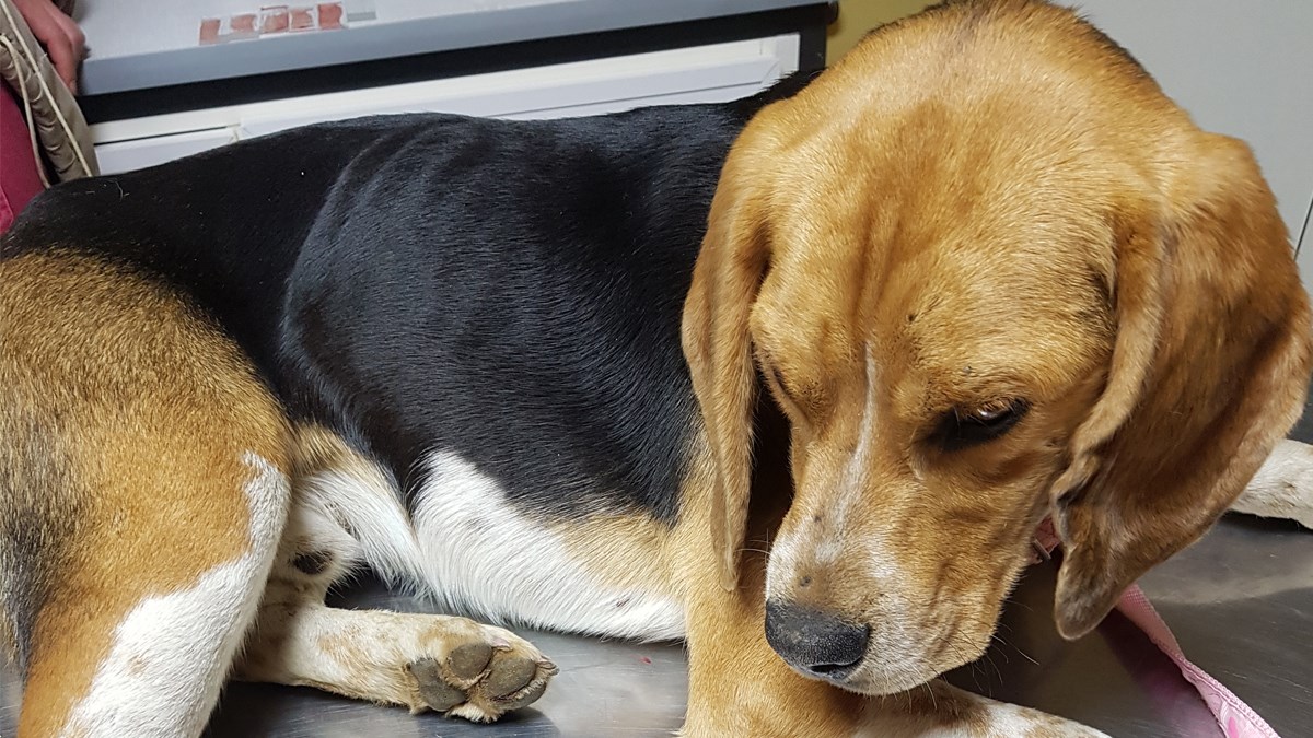 Pronađen je u očajnom stanju kraj Ivankova i treba pomoć