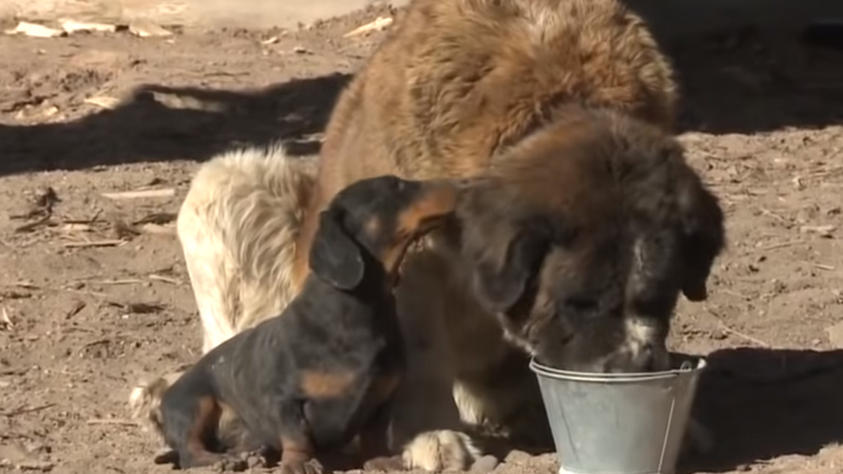 VIDEO Jazavčar je privlačio pažnju vlasnika zbog nevjerojatnog razloga