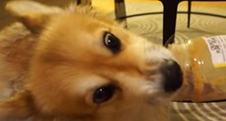 VIDEO Ovaj pas ima misiju - očistiti staklenku!