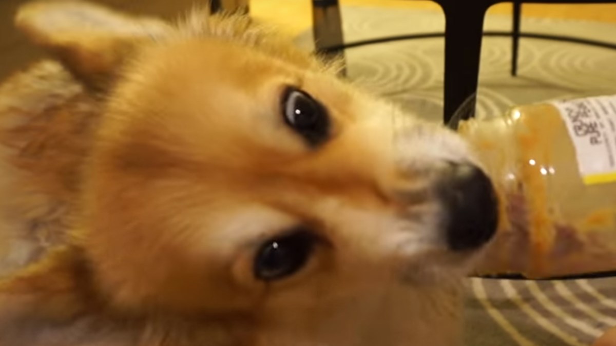 VIDEO Ovaj pas ima misiju - očistiti staklenku!