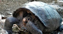 Velika kornjača za koju su smatrali da je izumrla prije 100 godina je pronađena