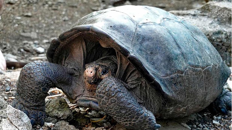 Velika kornjača za koju su smatrali da je izumrla prije 100 godina je pronađena