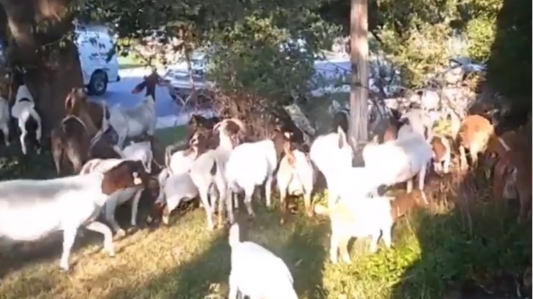 VIDEO Više od 100 koza okupiralo dvorište u Idahu