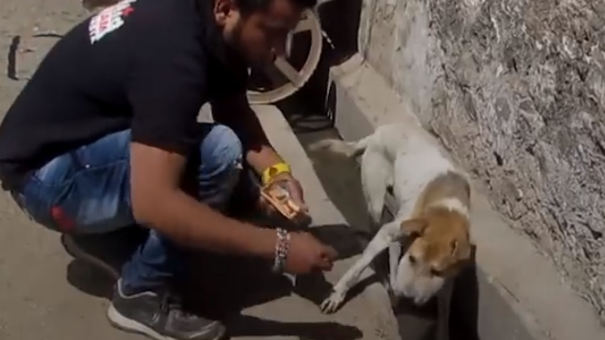VIDEO Uplašena i izgladnjela kujica s natečenom glavom bojala se ljudi