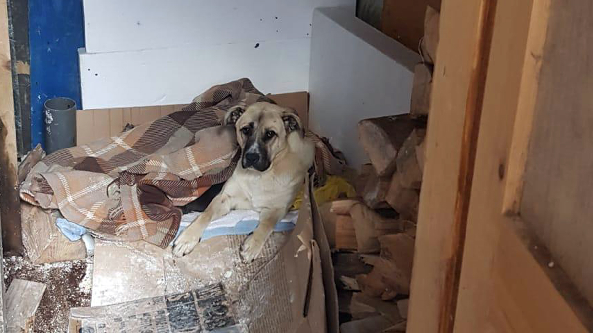 Sakrila se u šupu kako bi na svijet donijela pet slatkih beba. Pomozite joj