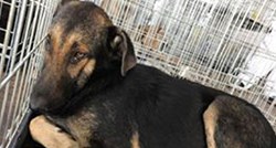 Psi iz romskih naselja i dalje traže spas! Preostalo ih je 2200