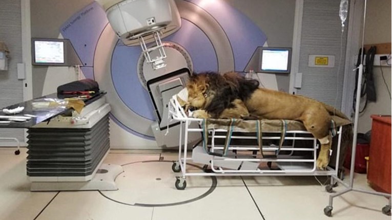 Lav s rakom kože liječi se u bolnici za ljude