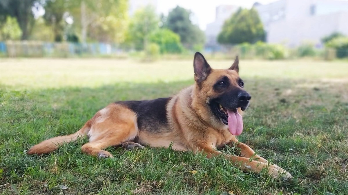 Kujica Lara je devet godina čuvala dvorište u Zagrebu, a onda se razboljela