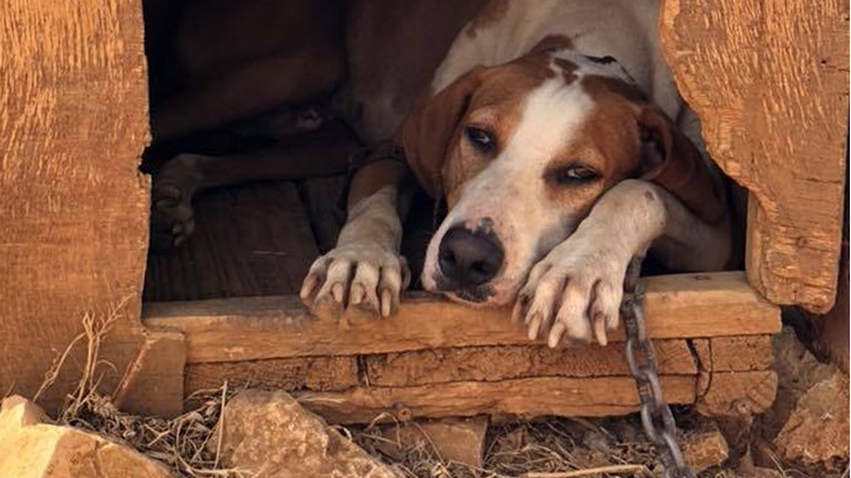 Nečovjek je ostavio psa na Lastovu zavezanog za drvo i bez vode