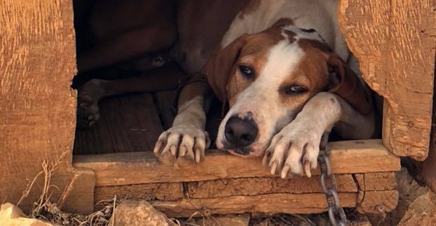 Nečovjek je ostavio psa na Lastovu zavezanog za drvo i bez vode