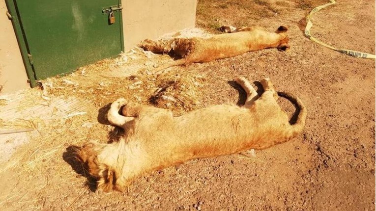 UZNEMIRUJUĆE FOTOGRAFIJE U utočištu za divlje životinje brutalno izmasakrirali šest lavova