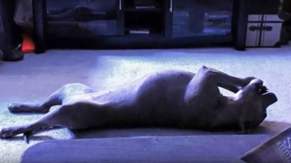 Upoznajte pit bula za čije ponašanje objašnjenje nemaju ni veterinari