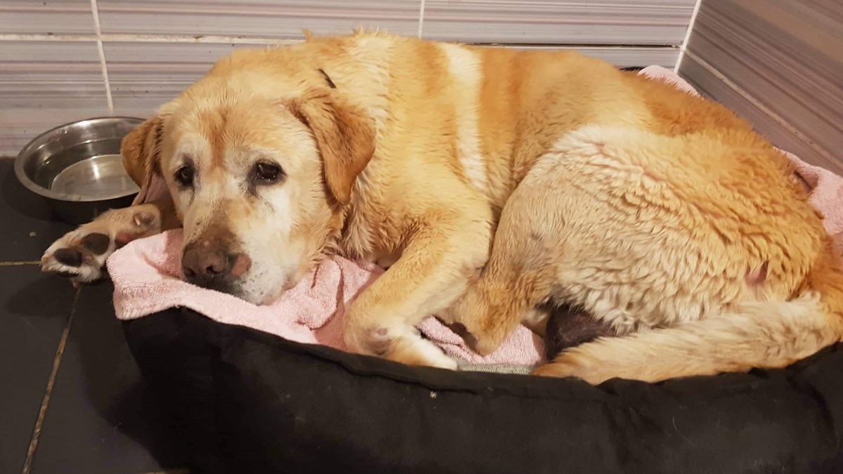 Pronašli su ga pokraj Kašine, prepunog buha i s velikim tumorom