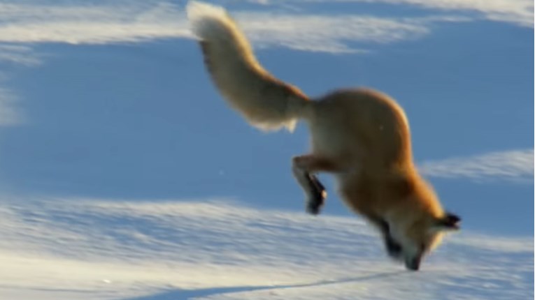 Lisice moraju biti fokusirane da bi čule što se događa ispod naslaga snijega