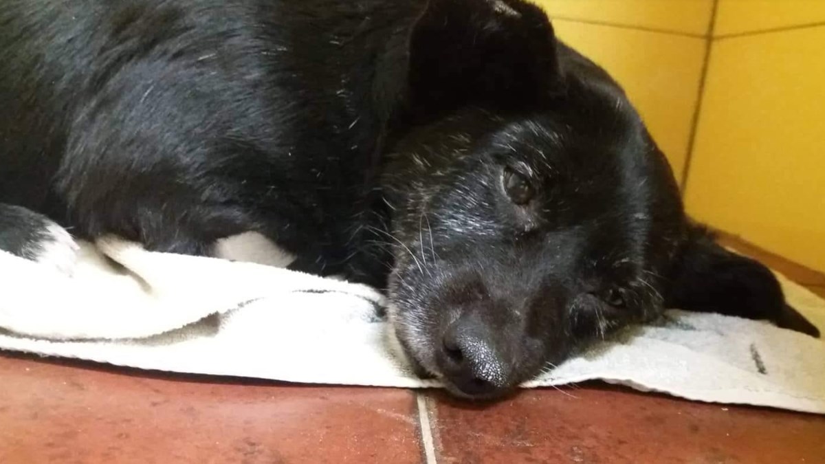 Odrekli su je se jer je bolesna i stara. Ona treba pomoć i novu obitelj