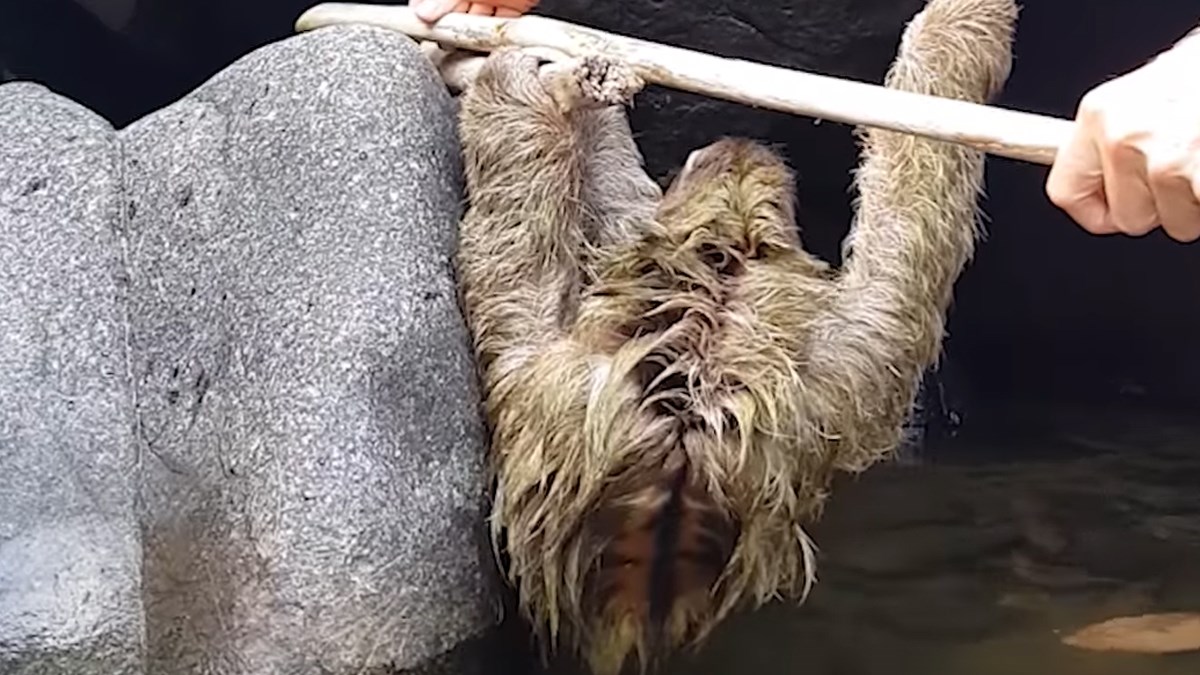 Ovi hrabri ljudi su spasili ljenjivca od utapanja