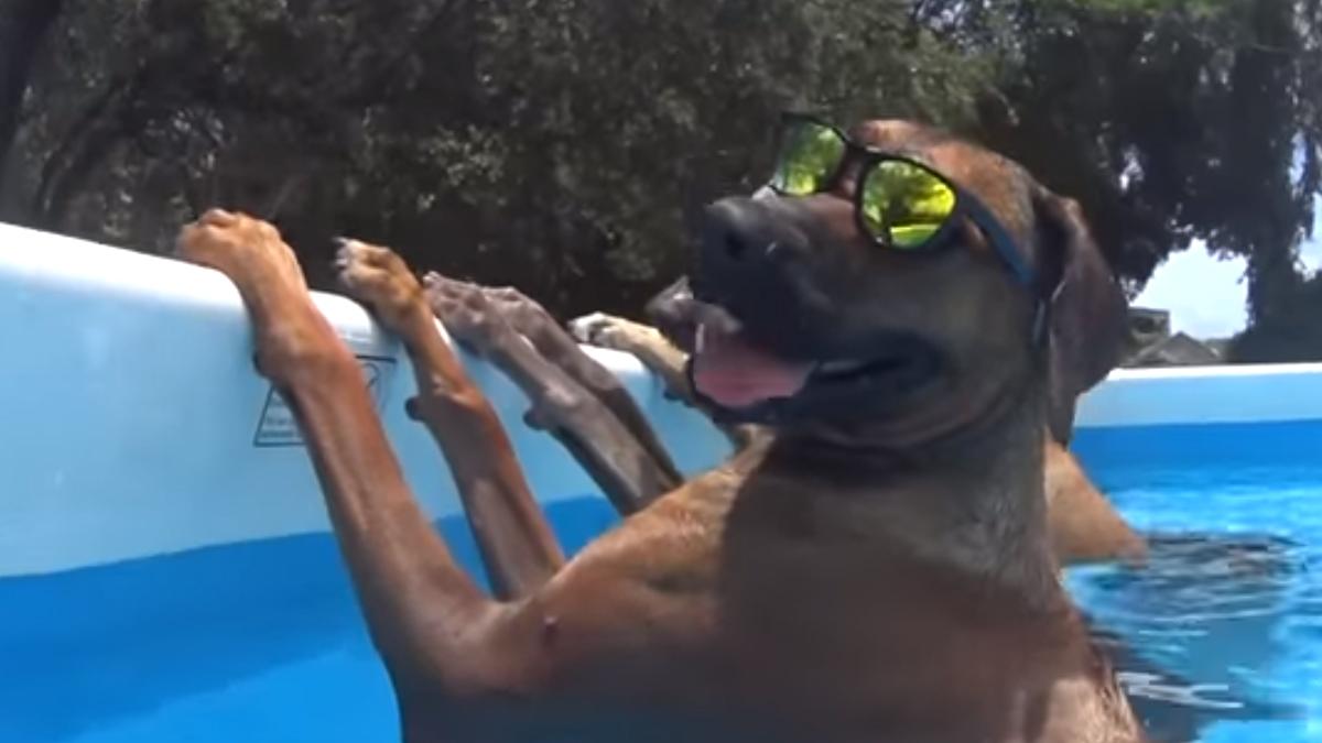 VIDEO Vrijeme je za uživanje u vrućim ljetnim danima s ljubimcima