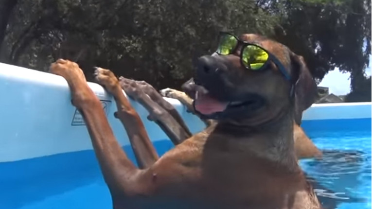 VIDEO Vrijeme je za uživanje u vrućim ljetnim danima s ljubimcima