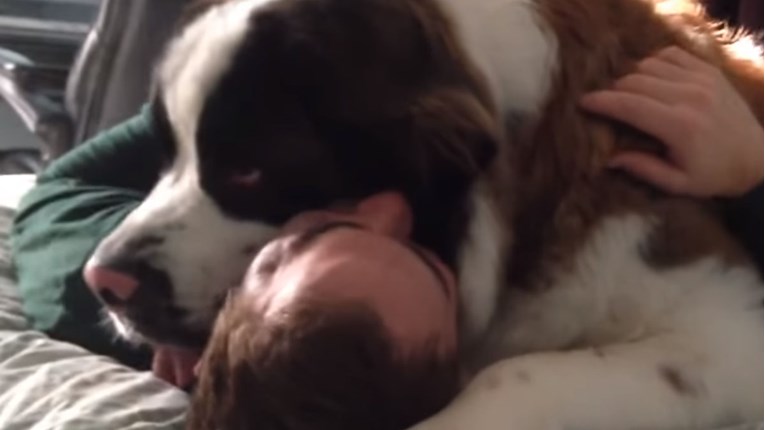 VIDEO Ovaj veliki pas jako voli svog vlasnika, ali ne razumije da nije više mali