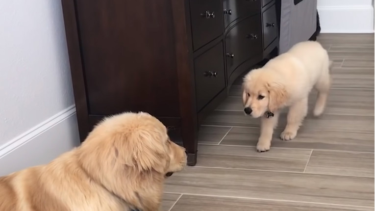 VIDEO Pogledajte ovaj slatki video i uljepšajte si dan