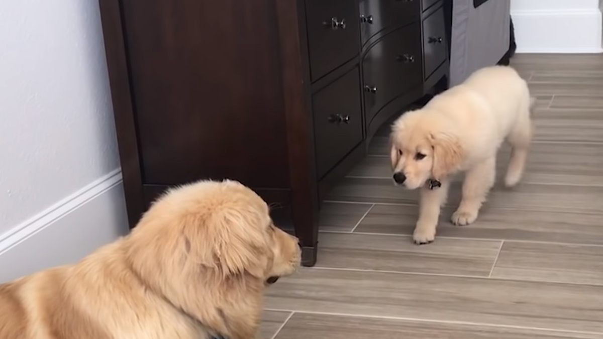 VIDEO Pogledajte ovaj slatki video i uljepšajte si dan