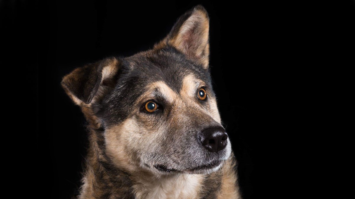 Lola ima 8 godina i zato što je starija nitko je ne želi. Promijenimo to