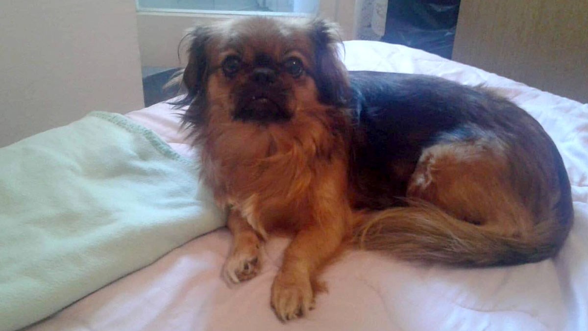 Ova slatka mini pekinezerica traži svoje mjesto pod suncem