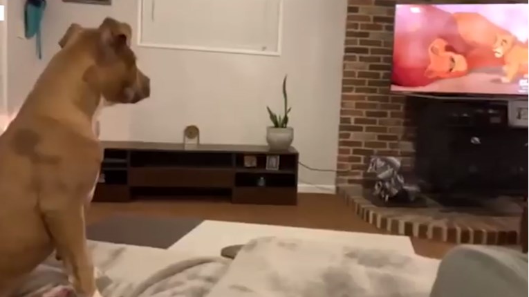 VIDEO Ovaj pas se rasplakao dok je gledao jedan poznati crtić