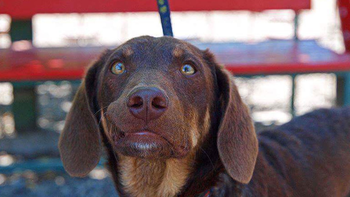 Prekrasan Maro provodi dane u azilu, a sve što želi je topli dom