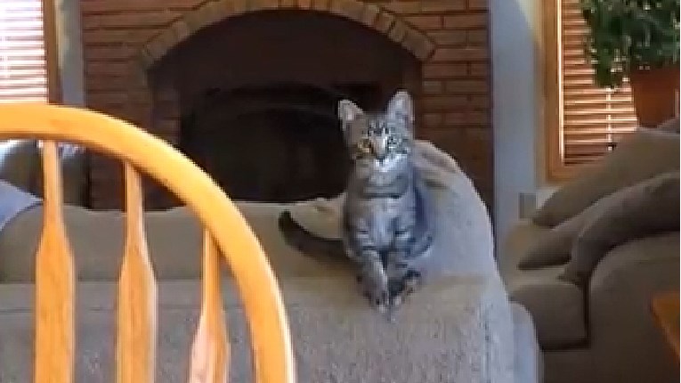 VIDEO Ove simpatične mačke misle da mogu letjeti