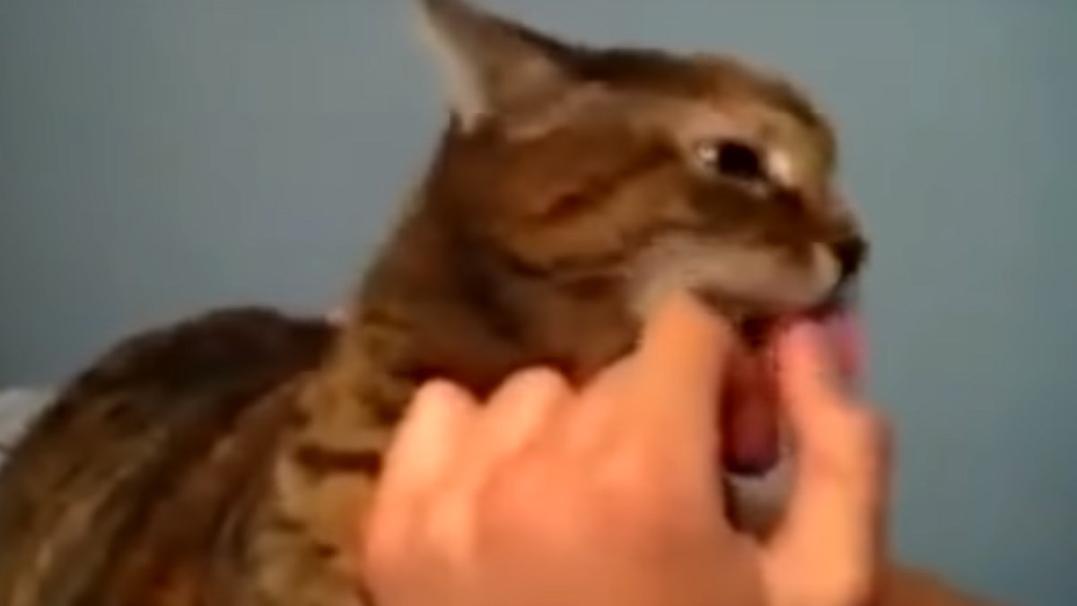 VIDEO Neke od ovih životinja zvuče kao da su s drugog planeta