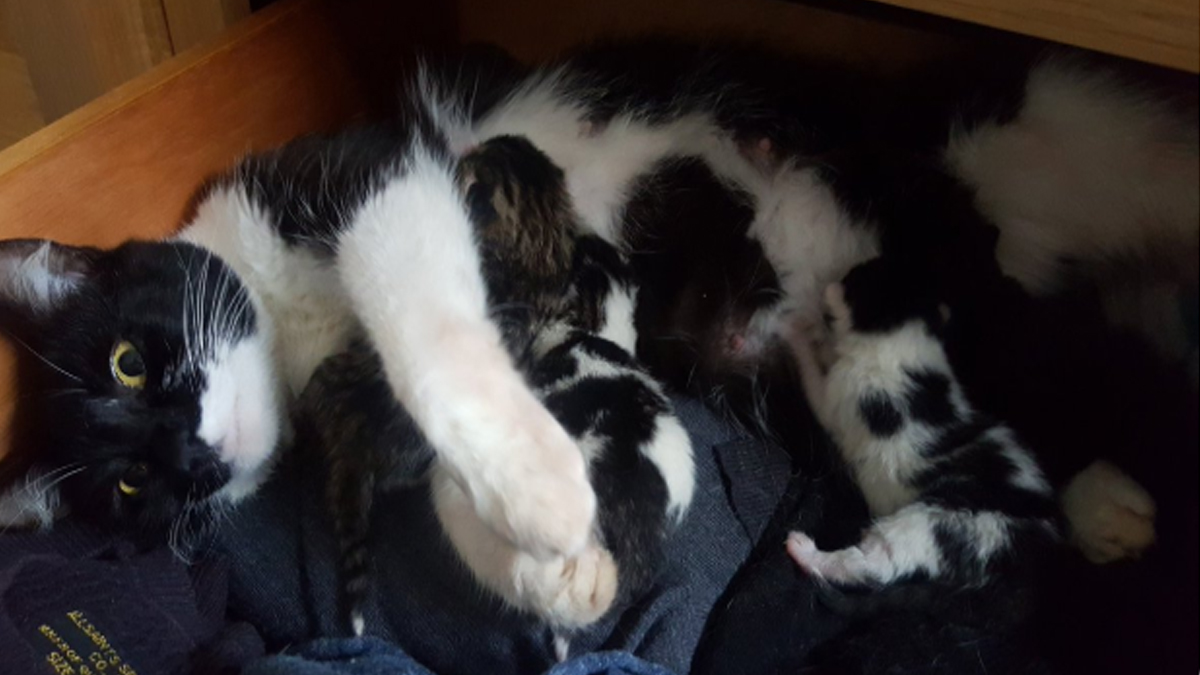 U sobi su ga dočekale mačka i bebe. Kako je došla tamo, nitko ne zna