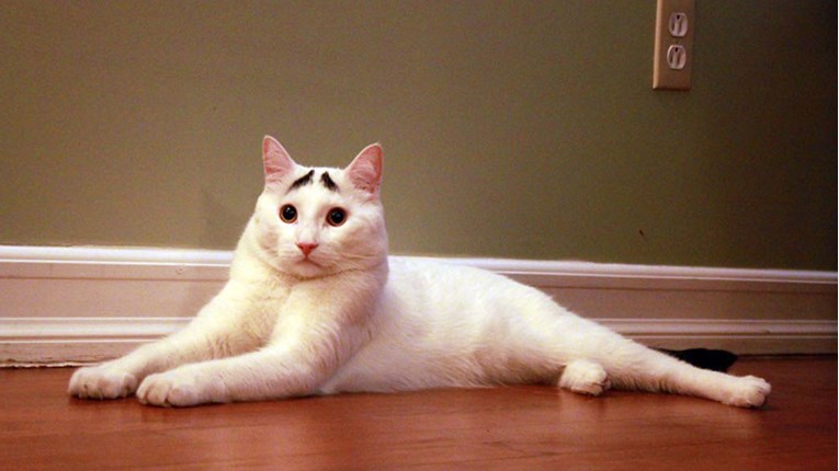 VIDEO Mačak s posebnim oznakama osvojio je internet. Pogledajte zašto