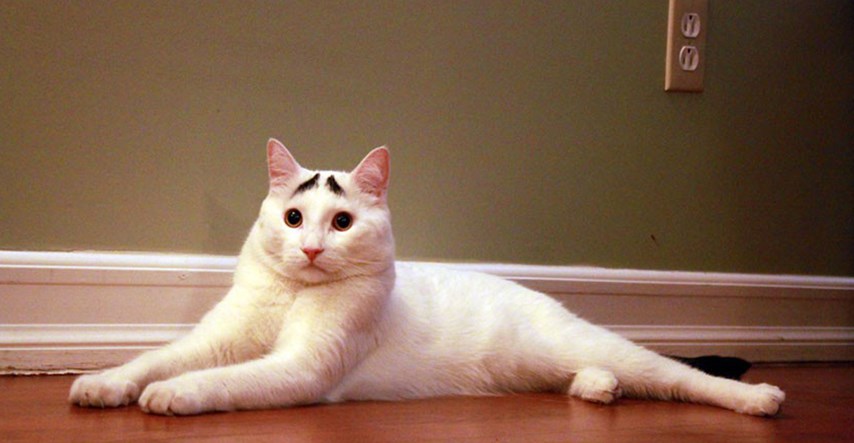 VIDEO Mačak s posebnim oznakama osvojio je internet. Pogledajte zašto