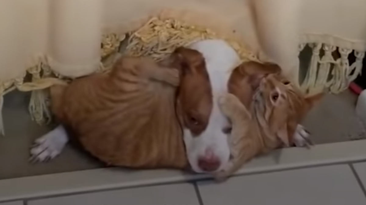 VIDEO Kujica i mačak najbolji su prijatelji, ali to sakrivaju