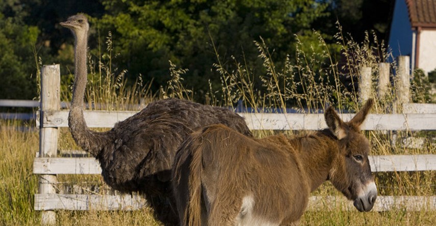 VIDEO Ljubav ili prijateljstvo? Priča o neraskidivoj vezi magarca i ženke emua