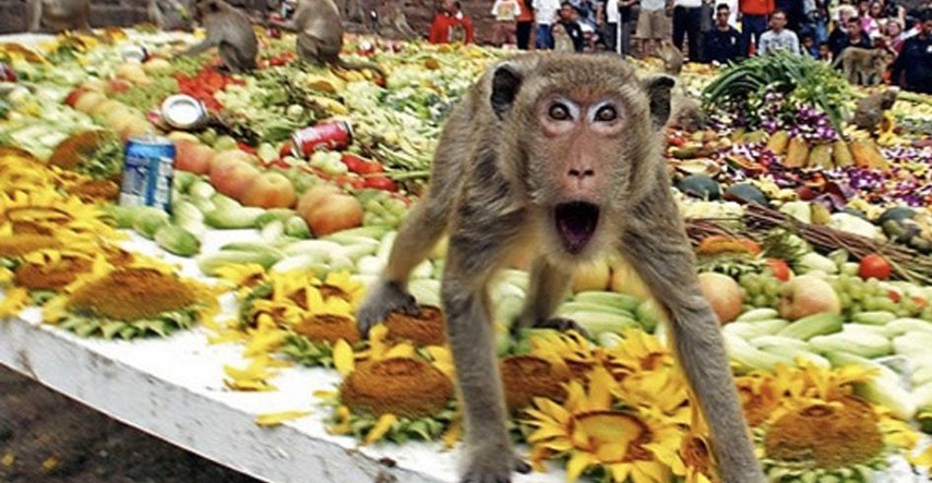 VIDEO Svake godine na Tajlandu majmuni imaju svoju feštu
