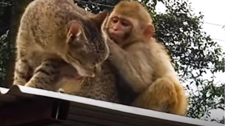 Slatka divlja majmunica potpuno je opsjednuta mačkom