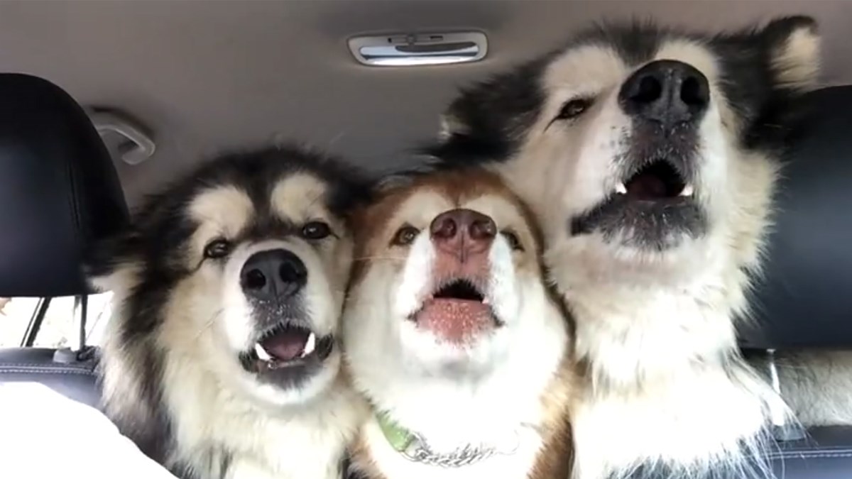 VIDEO Ovi psi se očito pripremaju za supertalent