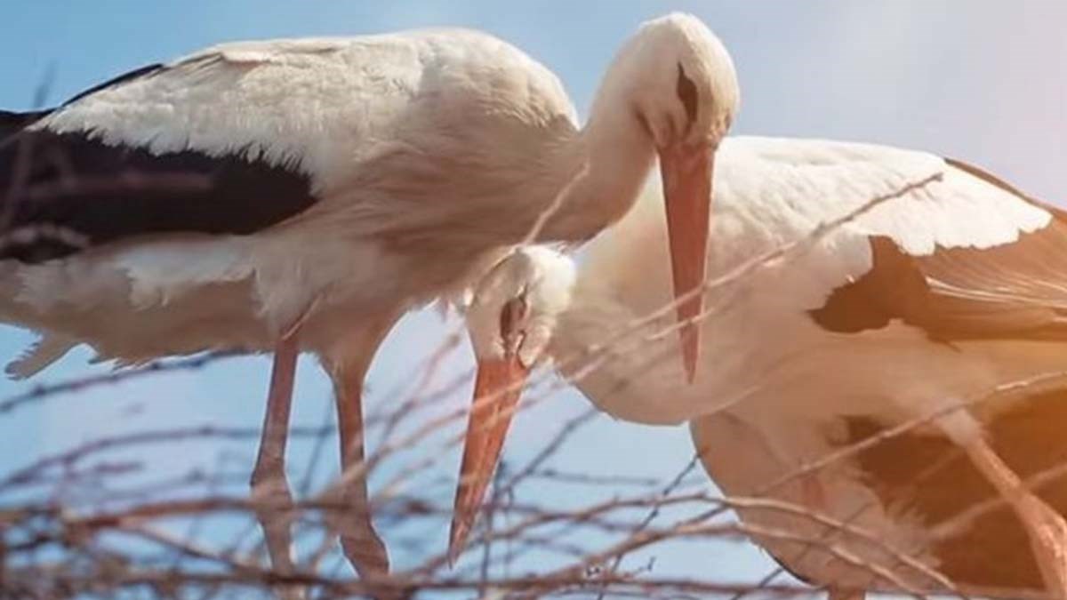 Klepetan je star i bolestan. Boje se da se više neće vratiti