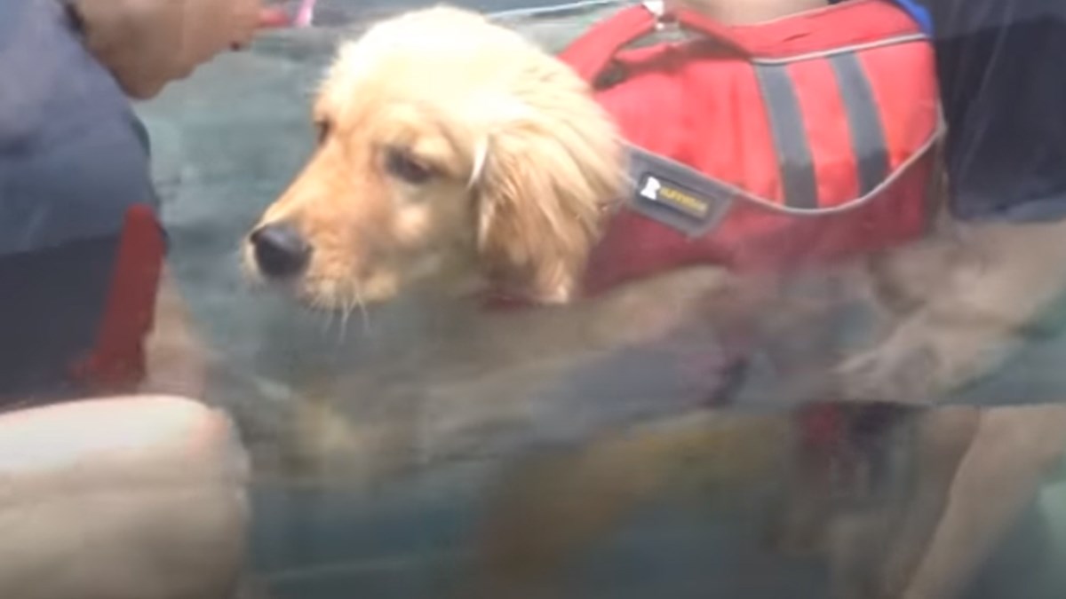 VIDEO Ovo štene je odlučilo svima pokazati da su u krivu